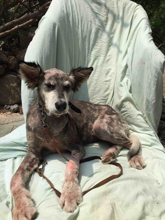 捡到得皮肤病的哈士奇,捡到一只阿拉斯加浑身脏兮兮的