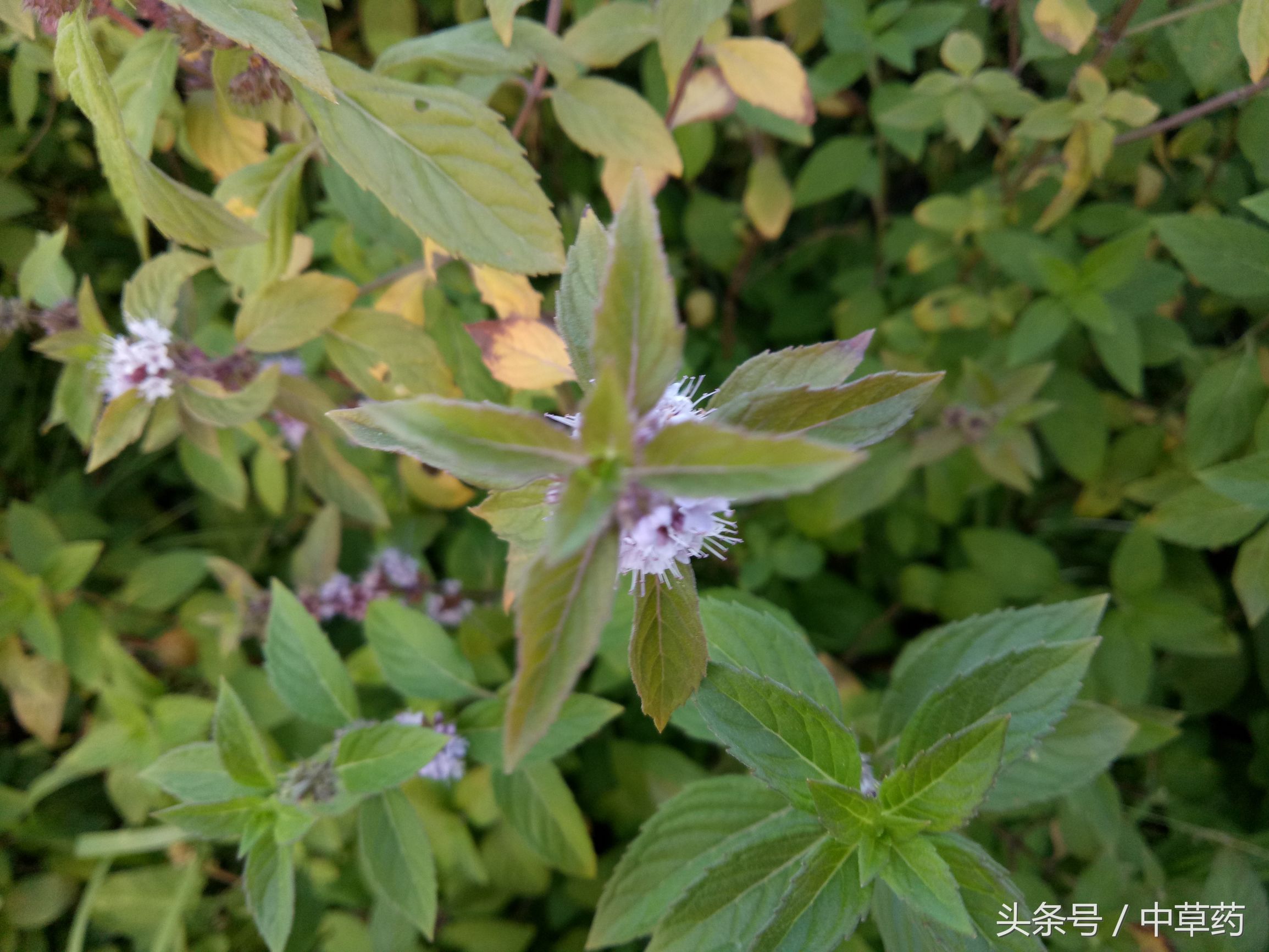 原来薄荷还有这样的用途,日常使用薄荷的好处都有哪几种
