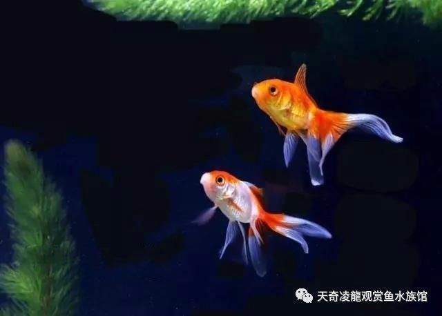 金鱼烂背还能恢复吗,金鱼狮子头烂了能自愈吗