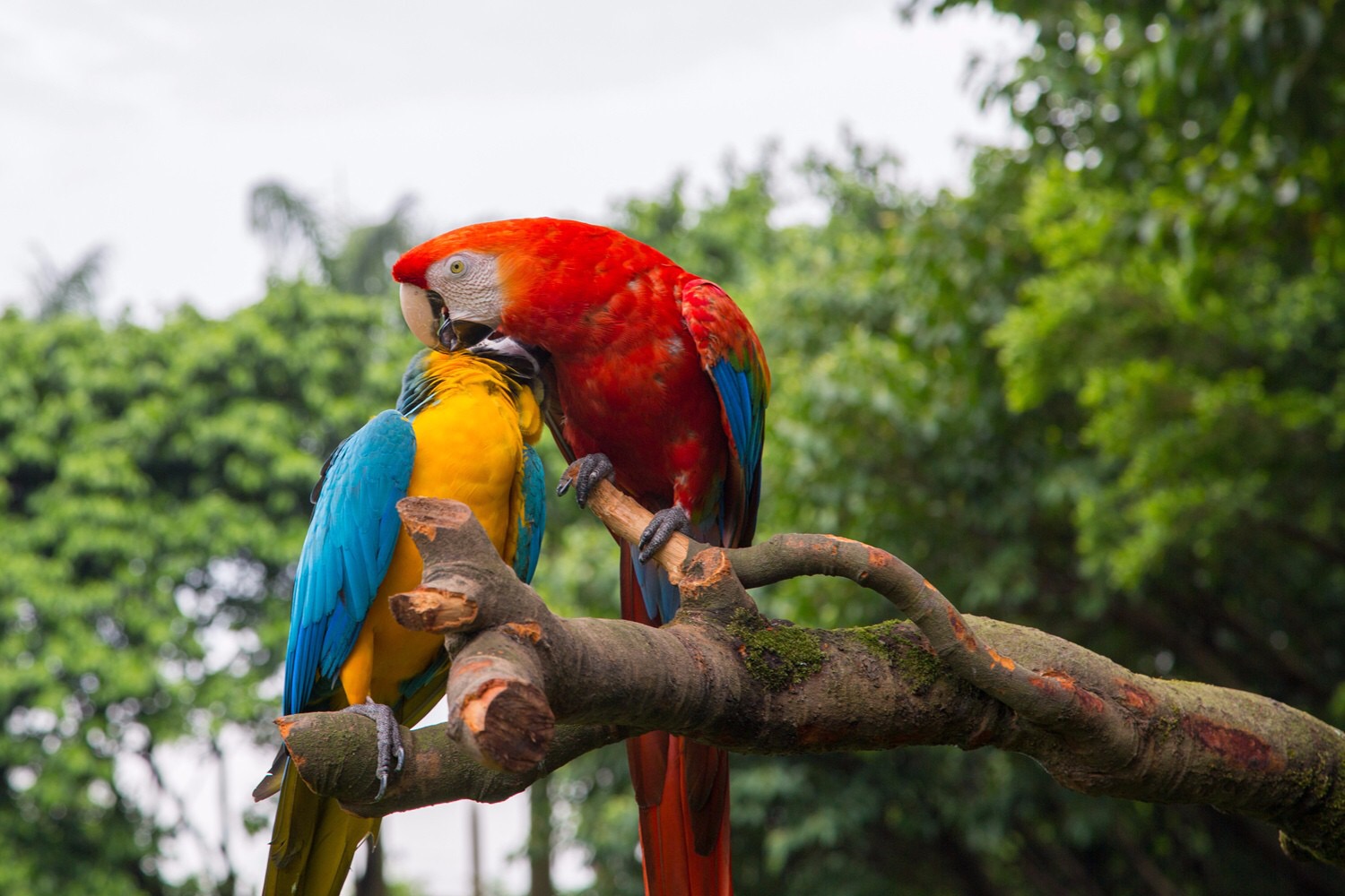 最新游玩长隆野生动物园,长隆野生动物园广州长隆攻略