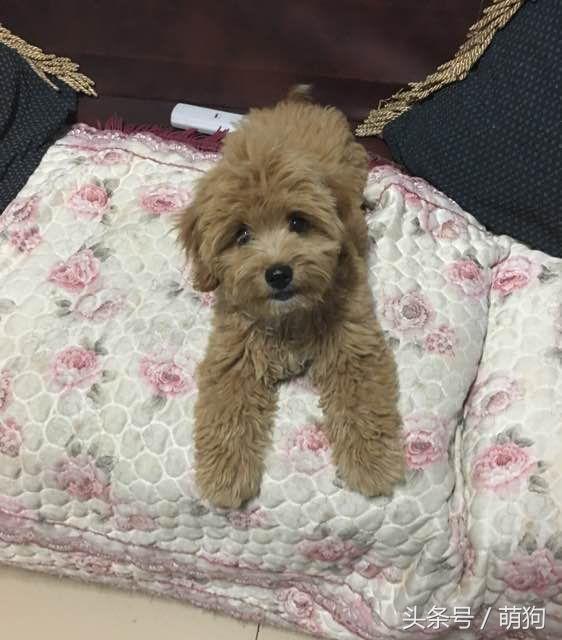 泰迪和金毛的混血小狗,金毛与泰迪混血的小狗