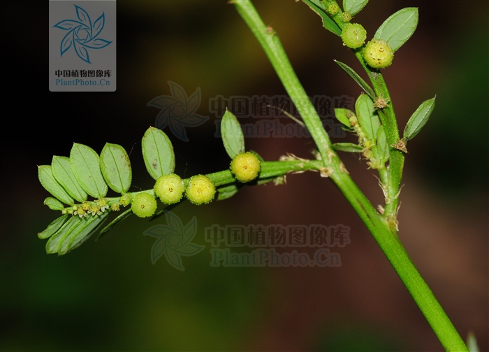 刘渡舟肝炎舒胶囊,刘渡舟治疗肝病的方子及案例