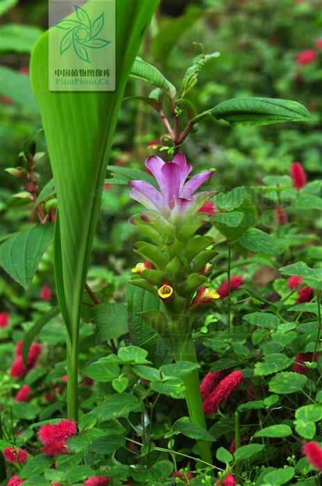 刘渡舟肝炎舒胶囊,刘渡舟治疗肝病的方子及案例