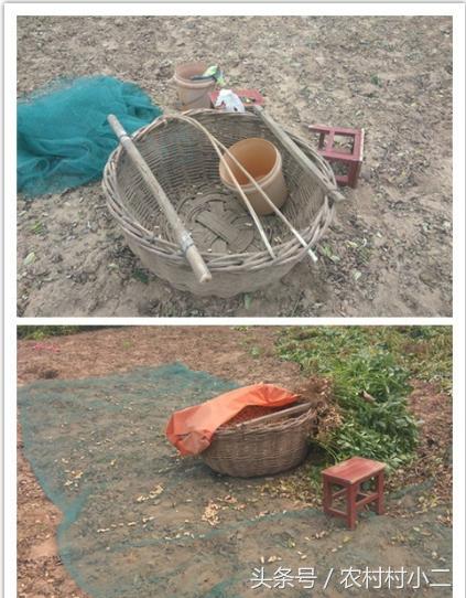 农民伯伯怎么收地黄,下乡收花生诀窍