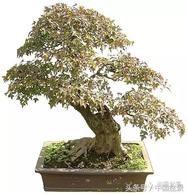 盆景里有蚂蚁怎么消灭最彻底,盆景园如何治蚂蚁