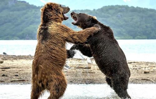 不是谁都敢玩美式橄榄球,老实打篮球