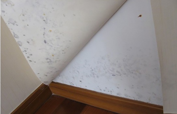 房屋浸水发霉怎么处理,墙壁返潮发霉和漏水发霉怎么区分