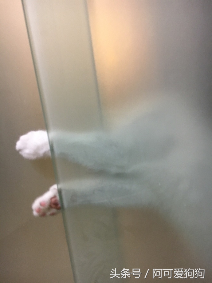 有一只会关心主人的喵星人可真好！