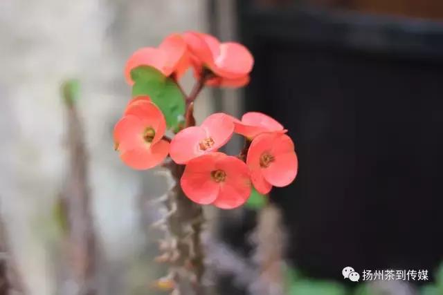 “西游记”国庆中秋特辑，扛着国货单反镜头在欧洲“扫街”测评