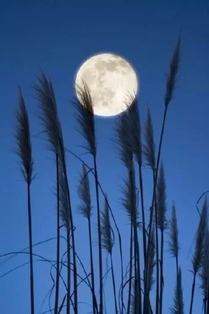 月是故乡圆短剧,月是故乡圆完整版