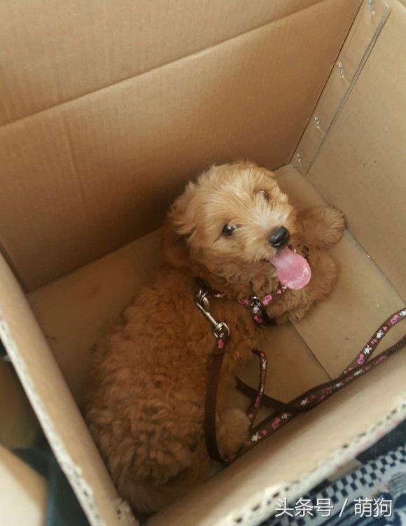 泰迪和金毛的混血小狗,金毛与泰迪混血的小狗