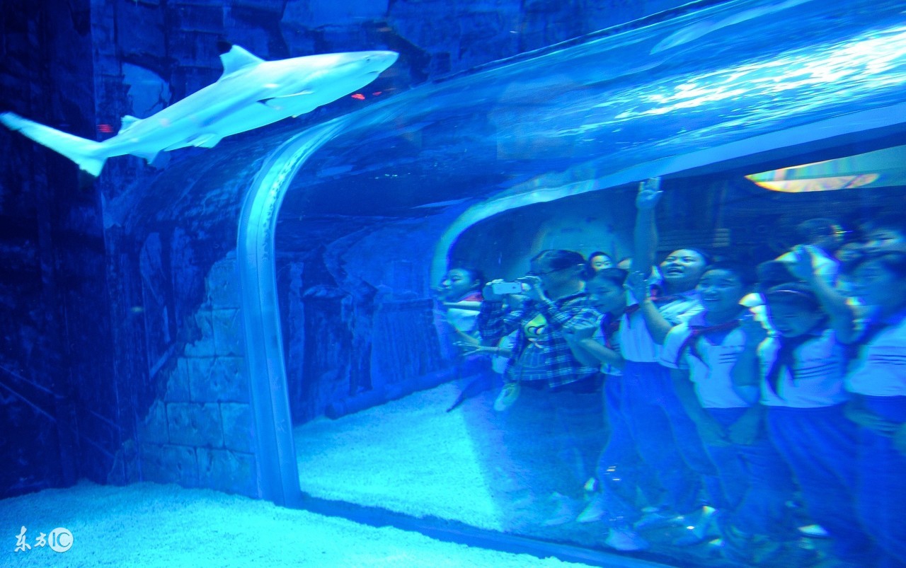 北京海洋馆,北京海洋馆表演时间表