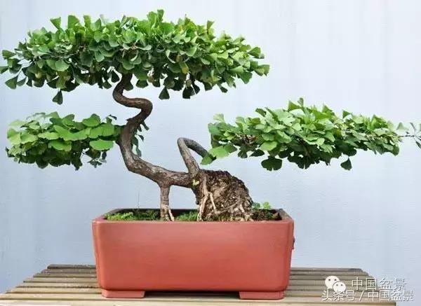 盆景里有蚂蚁怎么消灭最彻底,盆景园如何治蚂蚁