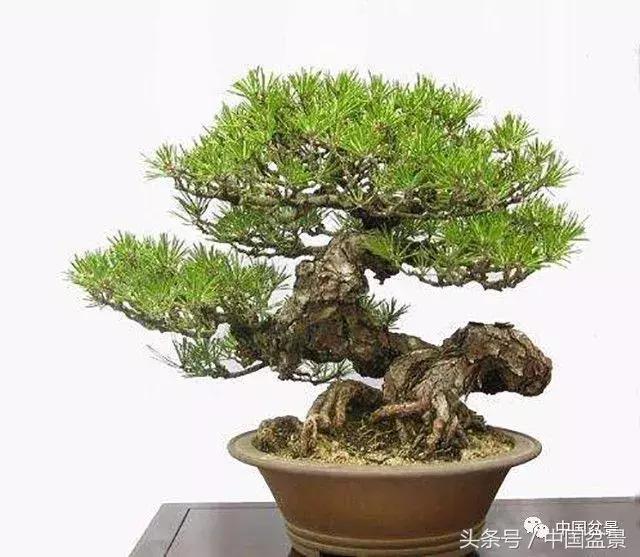 盆景里有蚂蚁怎么消灭最彻底,盆景园如何治蚂蚁