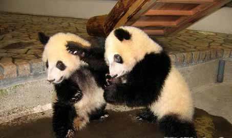 不是谁都敢玩美式橄榄球,老实打篮球