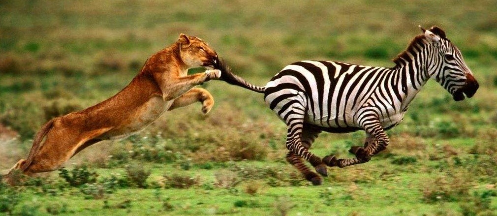 不是谁都敢玩美式橄榄球,老实打篮球