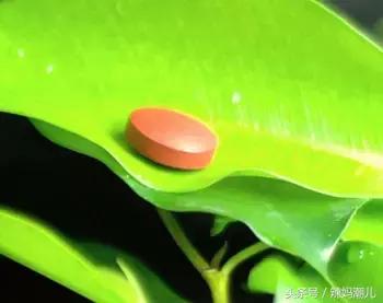 备孕注意什么可以怀龙凤胎几率大,备孕妈妈孕期需要注意什么呢