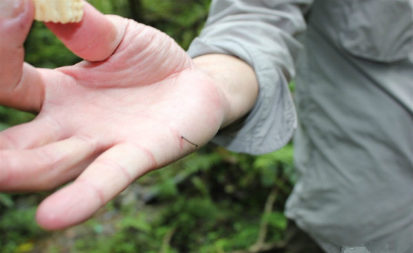 藏西线,最可怕的藏毒视频