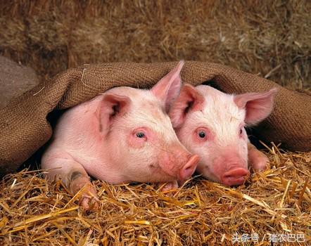 10日龄仔猪呕吐拉稀,10日龄仔猪腹泻急性死亡什么原因