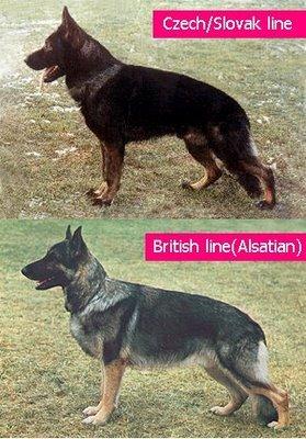 德牧血统信息查询,德牧血统一览表