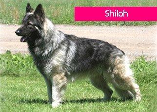 德牧血统信息查询,德牧血统一览表