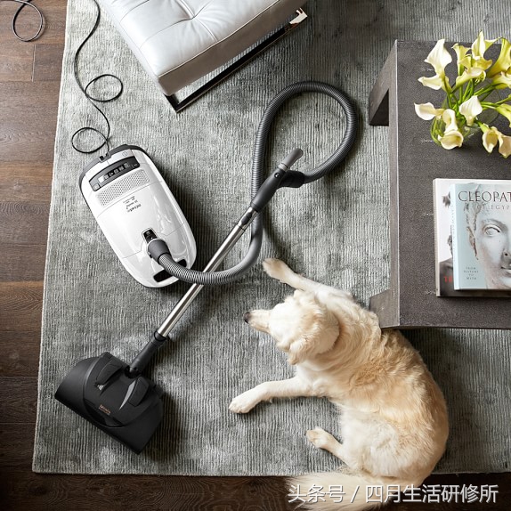 家有毛孩子日常,家有毛孩子的陪伴不孤单