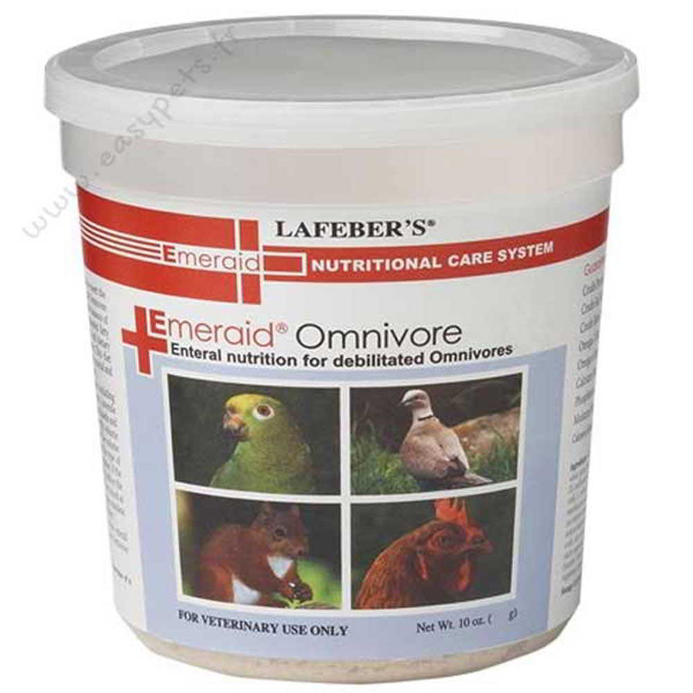 怎么合理养松鼠,大松鼠如何照顾小松鼠的