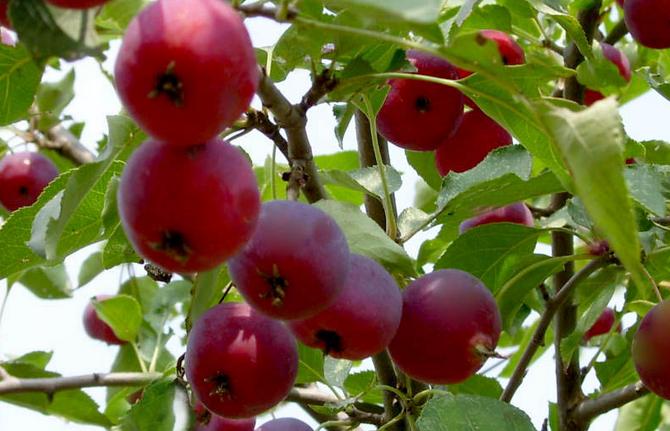 你吃过海红果吗？它有“钙王”之称，能健脾胃、保护心脑血管！