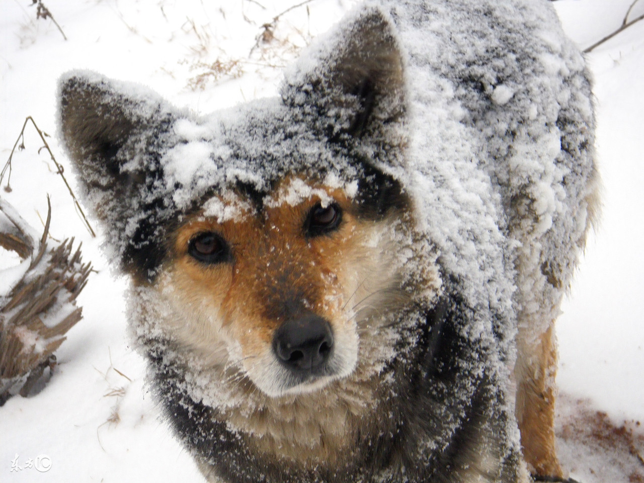狗狗老了尿失禁怎么办,狗狗老了腿无力怎么办