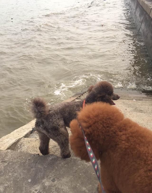 贵宾犬回头率,贵宾犬的回头率