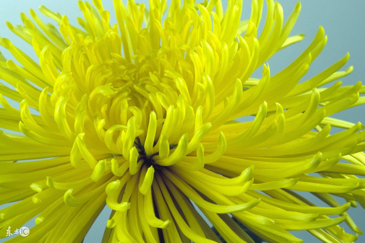 菊花茶功效作用和禁忌症,胖大海菊花茶功效与作用