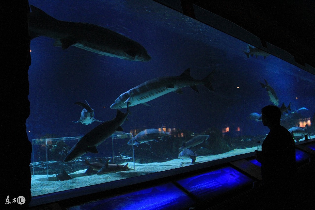 北京海洋馆,北京海洋馆表演时间表