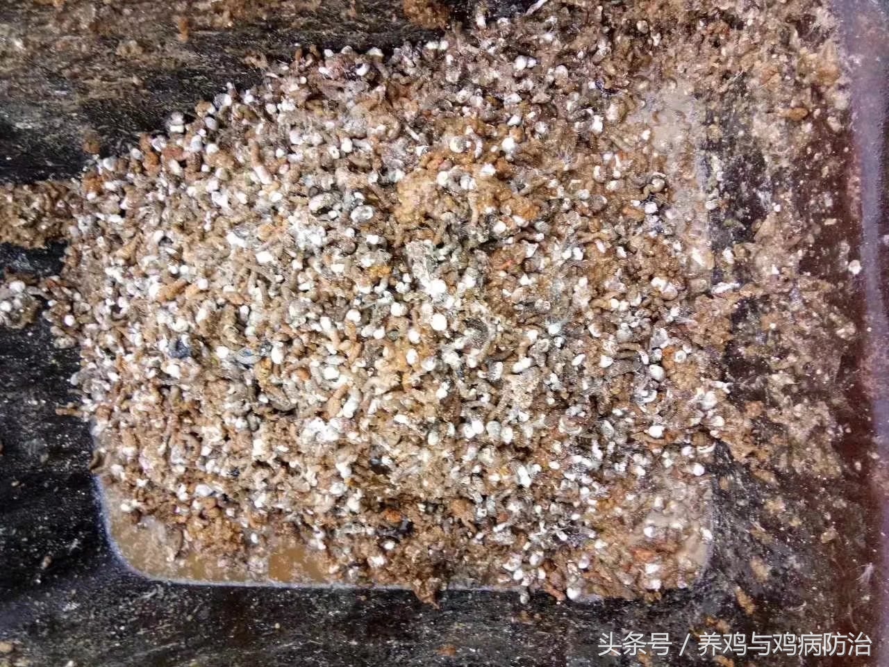 鸡腺肌胃炎与球虫病吃什么药,雏鸡得了腺肌胃炎和球虫该怎么治