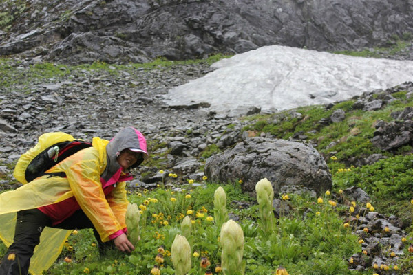 藏西线,最可怕的藏毒视频