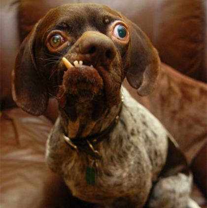 最丑的宠物狗是什么品种,最丑的宠物狗品种大全