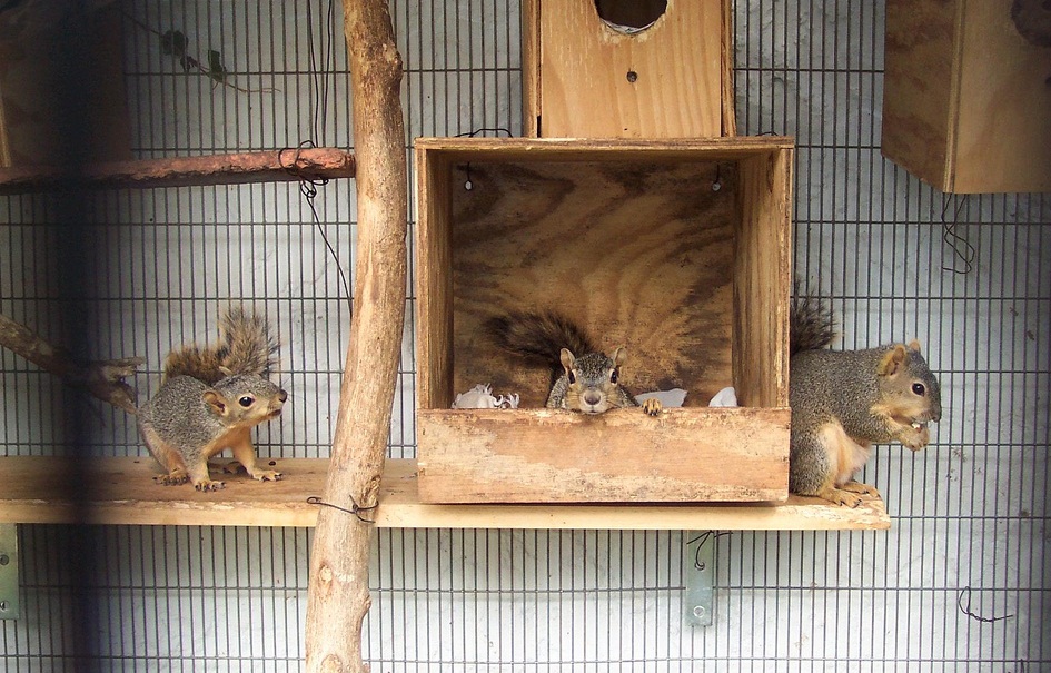 怎么合理养松鼠,大松鼠如何照顾小松鼠的