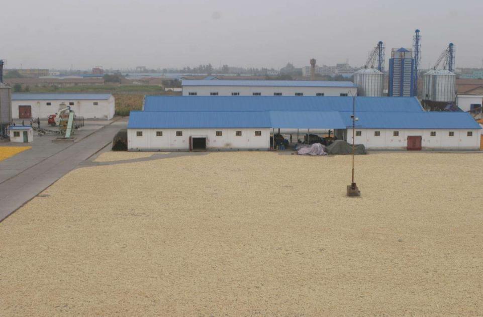 玉米收获后卖什么最好卖,玉米卖湿棒合算还是卖干籽合算