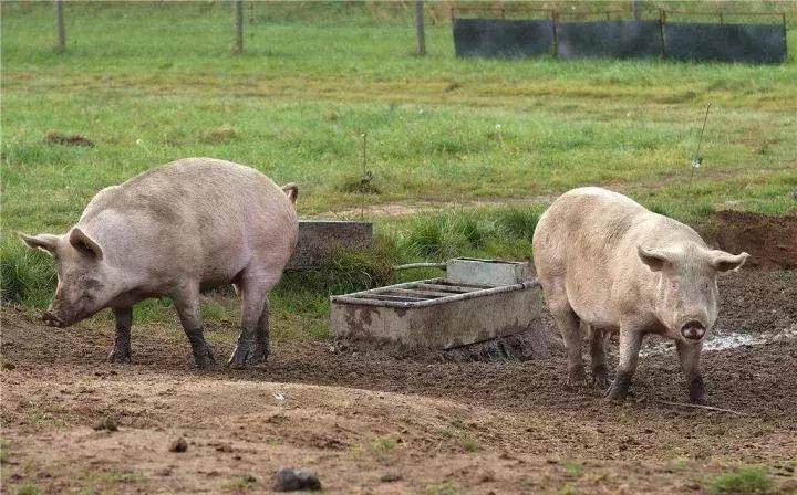 丁磊说中国养猪技术,丁磊说养猪的最高境界