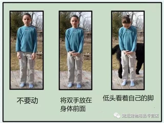 被狗追怎么自救演示,被狗追怎么自救神回复