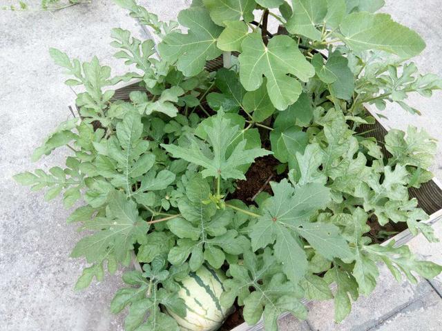 剩下的瓷砖可以做花盆吗,废弃的瓷砖可以当花盆吗