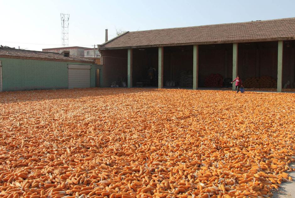 玉米收获后卖什么最好卖,玉米卖湿棒合算还是卖干籽合算