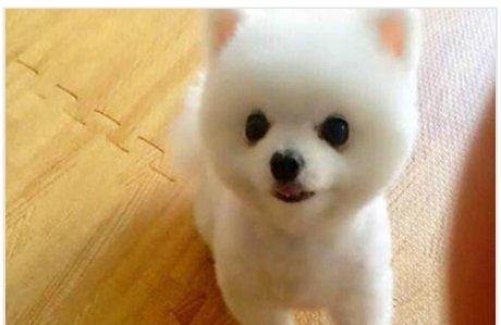 博美便秘吃红薯,博美便秘