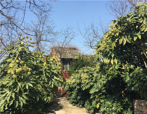 绿色的青蛙泡酒治疗风湿病,老鹳草泡酒治风湿最佳搭配