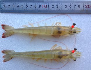 假冒的对虾,南美对虾冒充北极虾