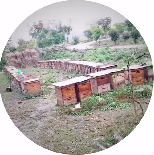 国庆回一趟乡下老家，真有十里飘香的蜂蜜，我再也不买进口蜂蜜了