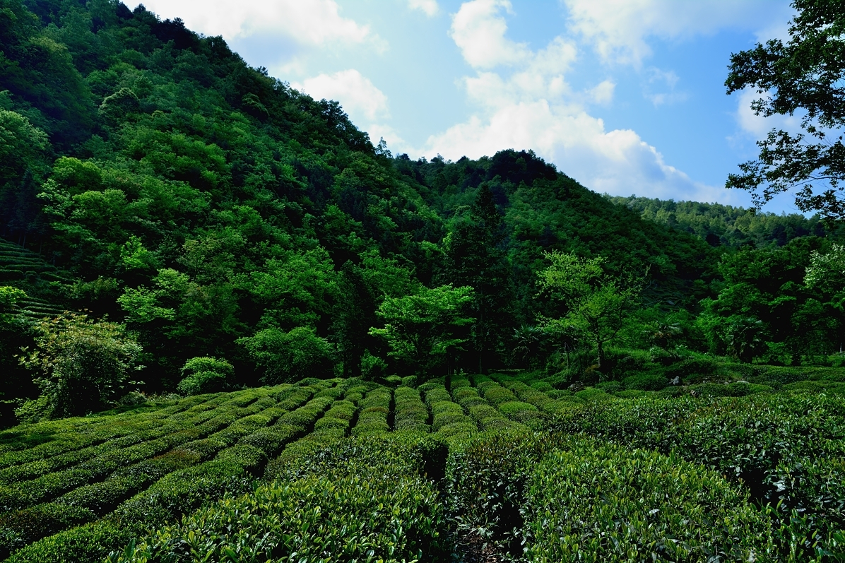 甘肃陇南文县风景介绍,陇南市全部风景区