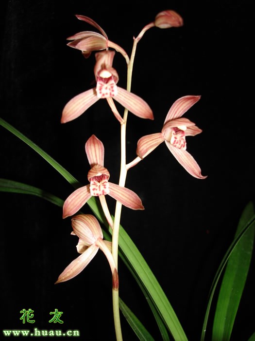 建兰蕙兰春兰鉴别,建兰兰花品种大全图片