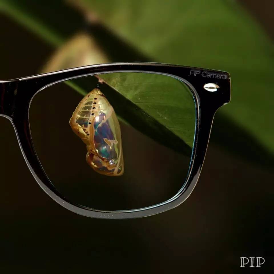 羊角拗有什么毒,羊角拗有多毒