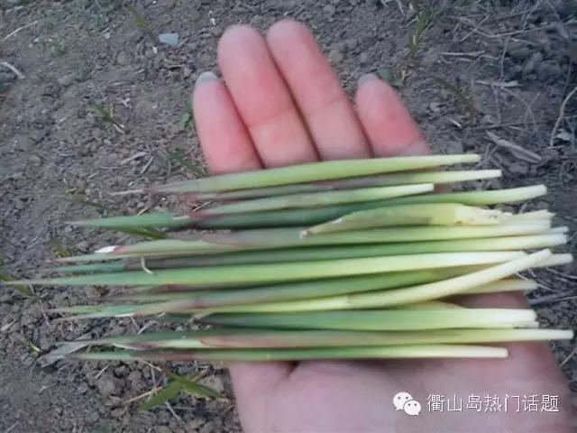 春天到了同学们到山上植树,春天到了同学们到山坡上植树