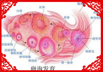 专家讲解排卵基本知识,医生讲解排卵后如何跳绳